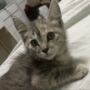 Meet your Posher, Oliver